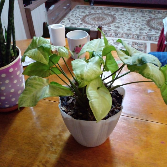 Продам комнатные цветы