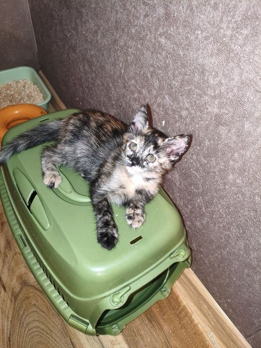 В добрый руки, в хорошую семью.