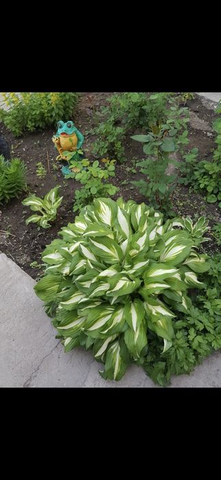 Продам цветы многолетние