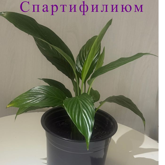 Домашный красивый растения