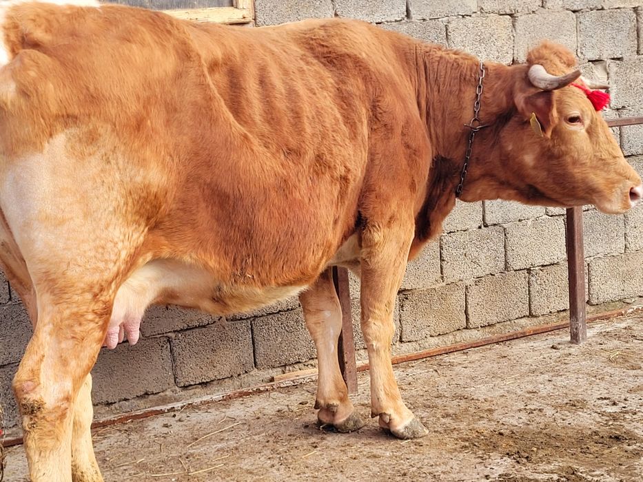 Vaca gestantă în 8 luni