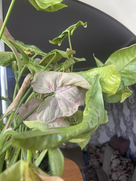 Комнатное растение,вьющееся Сингониум