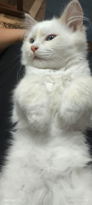 Ангорский котенок