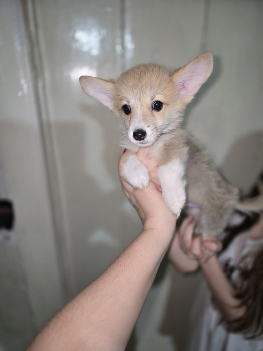 Вельш корги пемброк