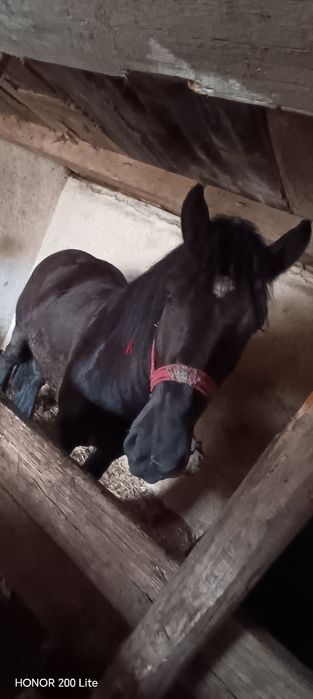 Vând Harmasar de 2 ani