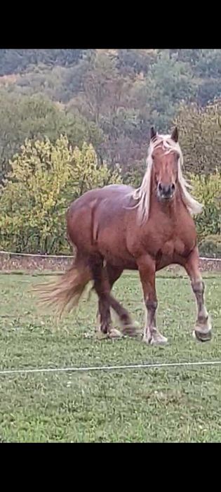 Vând mânz semigreu