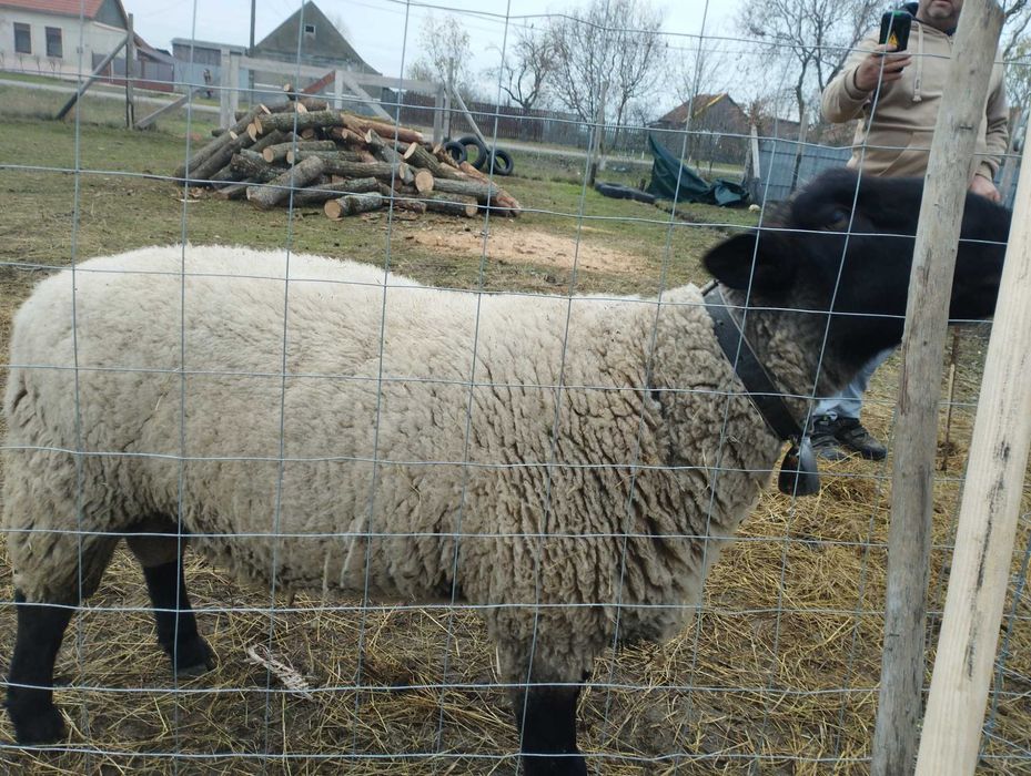 Oferta berbec suffolk preț 350 de euro