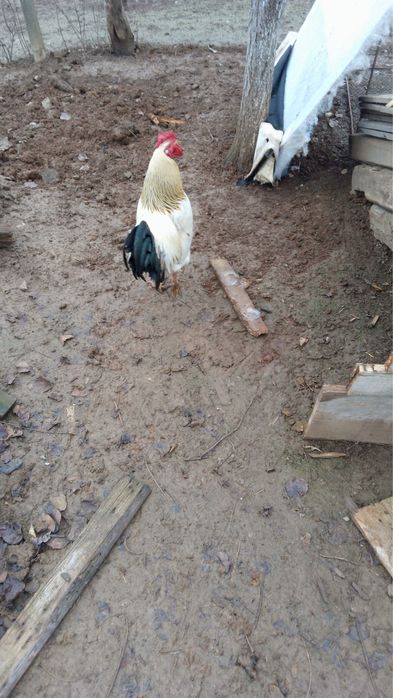 Vând cocoș de casă