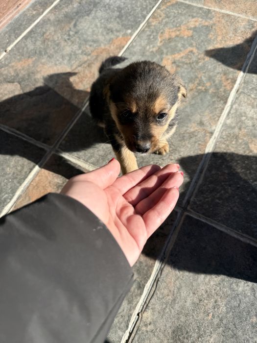 ПОДАРЯВАТ СЕ кученца на 2 месеца