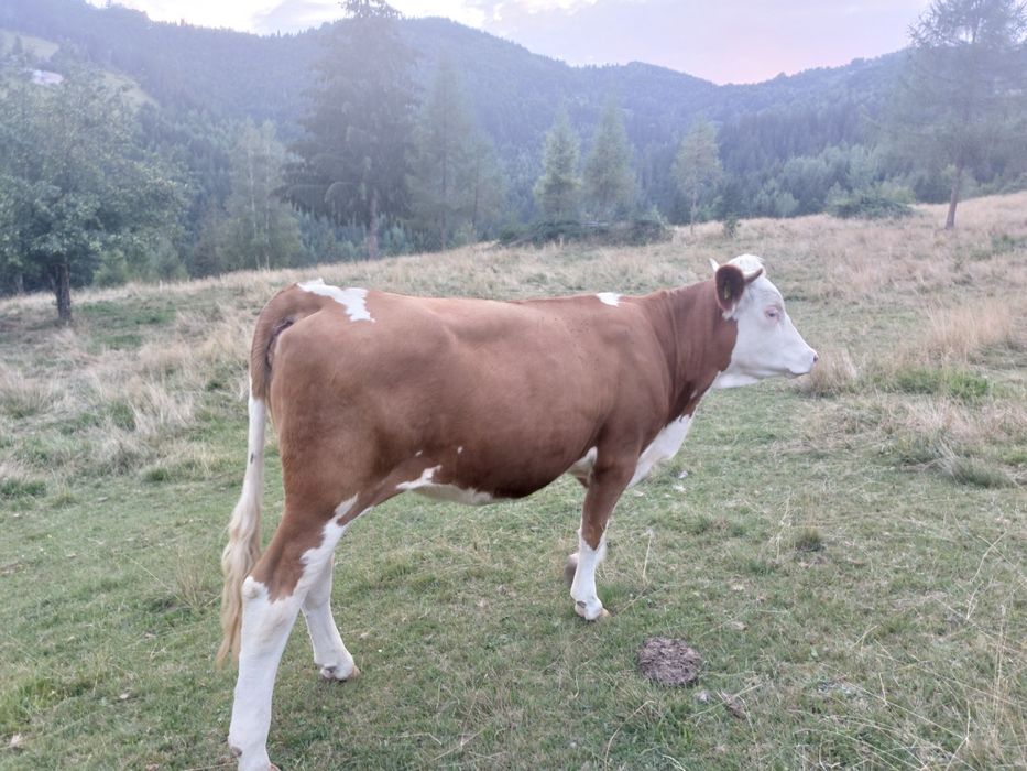 Junincă de Vânzare