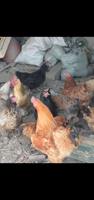 Продам курей домашние несутся