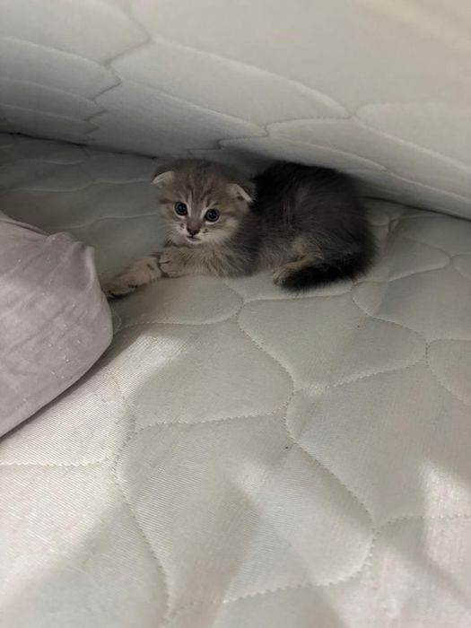 Котята шотландские