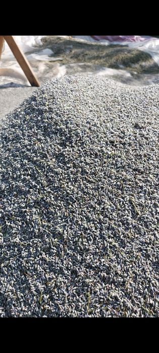 Lavanda  iulie 2025  floare uscata recent.