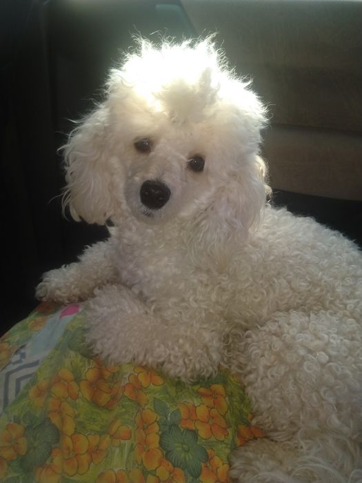 Вязка карликого пуделя, кабель