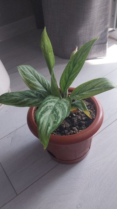 Продам комнатные  цветы.