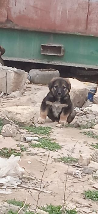 Щенки, отдам бесплатно