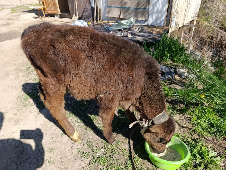 Телята бычок еркек бузау