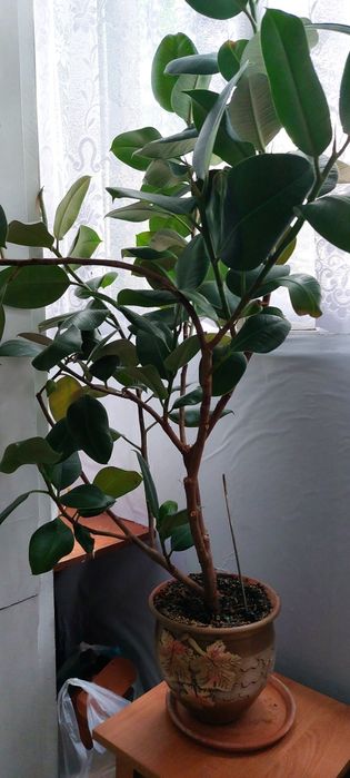 Фикус большой, красивый