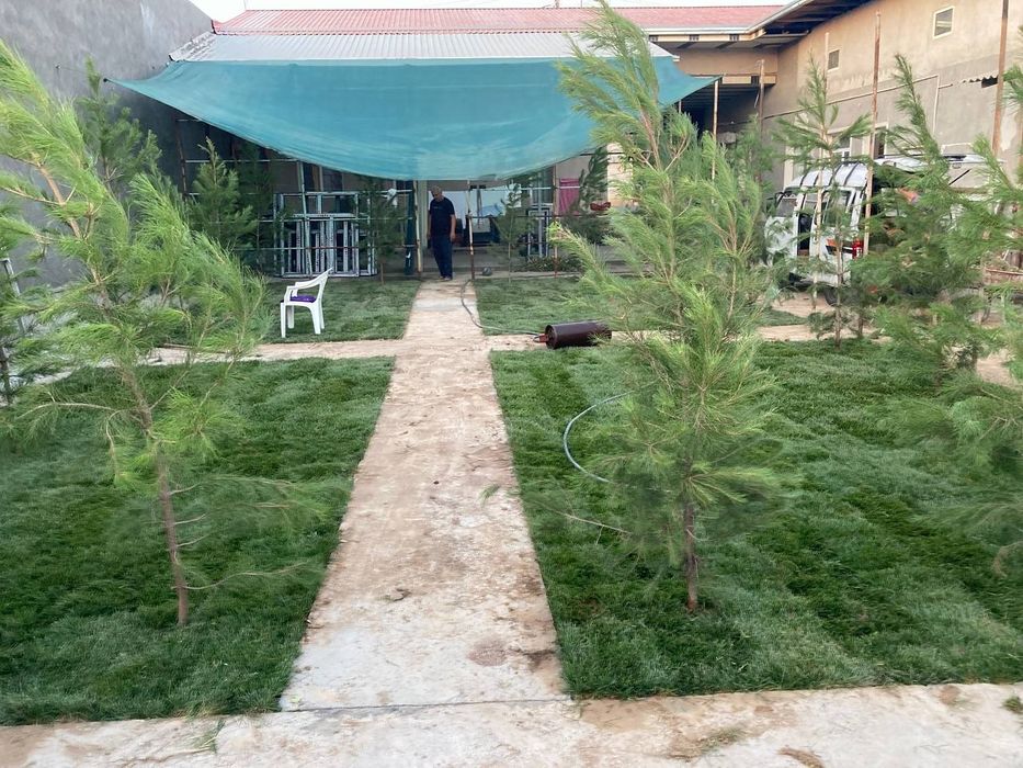 Gazon ekish va o'rish xizmati 17000 min