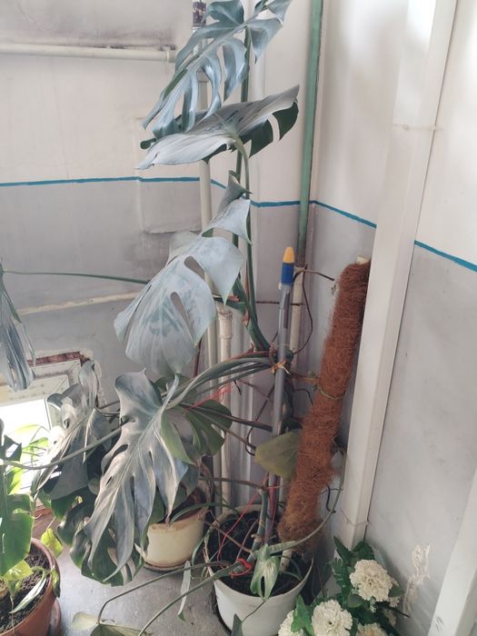Plante de apartament.
