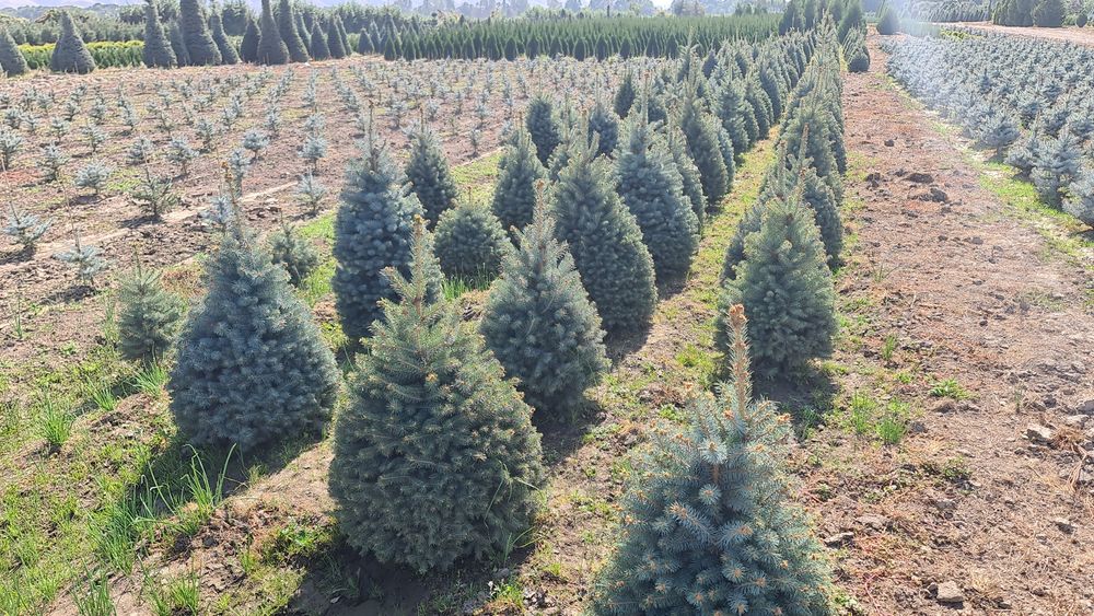 Елка,ели зелёные,сизые и голубые