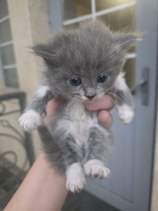 Отдам котят в хорошие руки