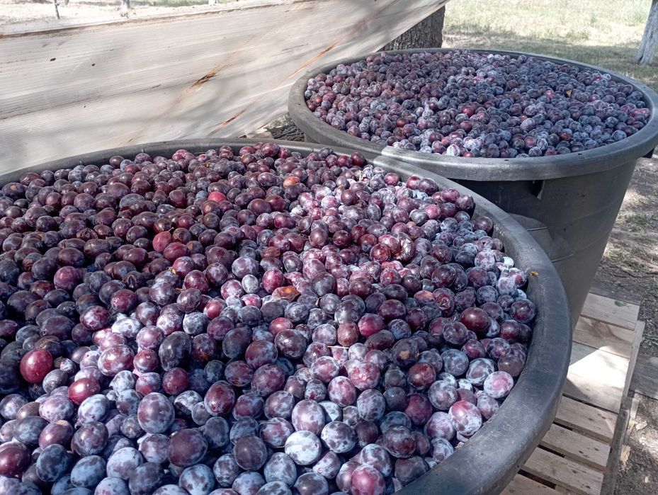 Prune de vânzare!