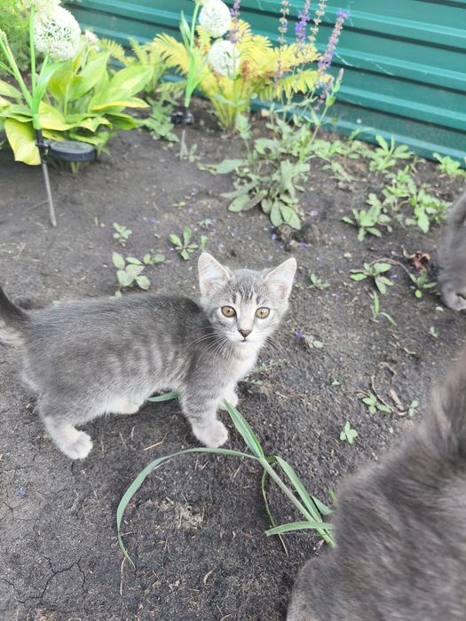 Отдам котят, к лотку причины