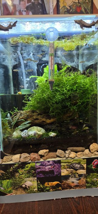 Продавам 10 л.аква със нано риби и ред черита скариди