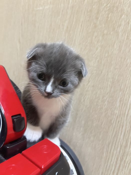 Продам котят британцы 10000