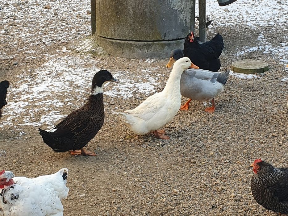 Rață de vânzare 7 bucați