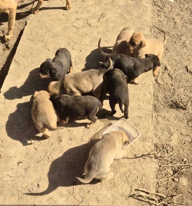 Отдам щенков в добрые руки