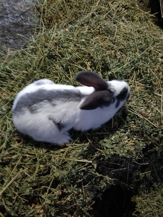 Vând Iepuri multiple rase