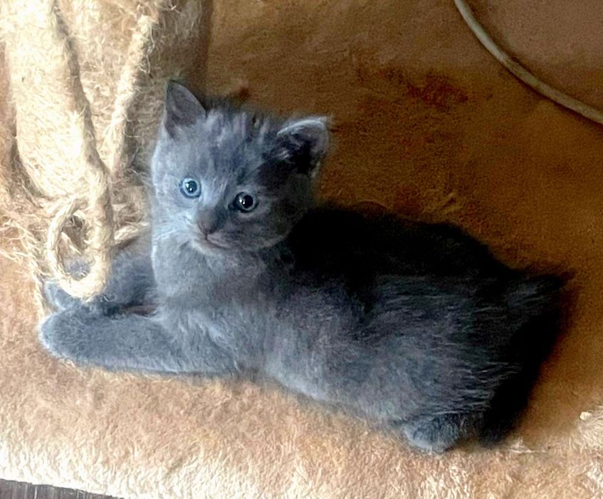 Продам котят от кошки Шотланкаской породы.