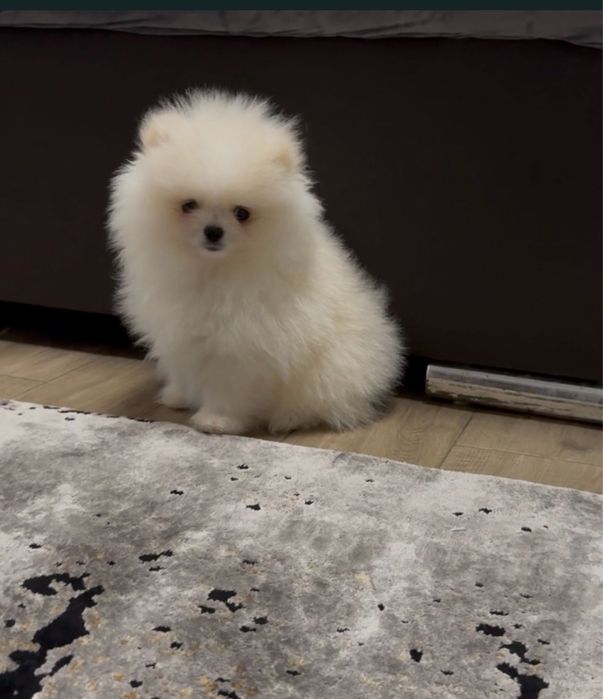 Pomeranian alb baietel