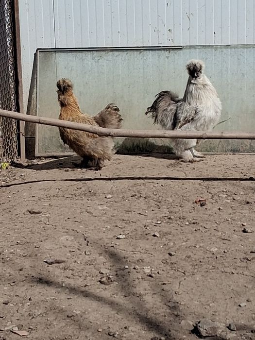 Домашни джинки копринки