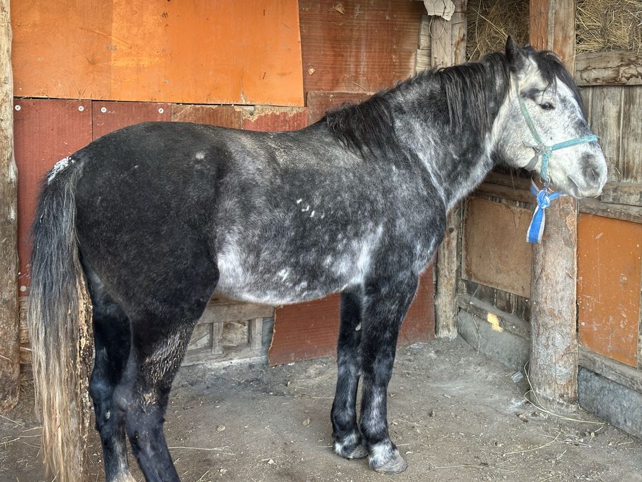 Продается Жеребец полутяж