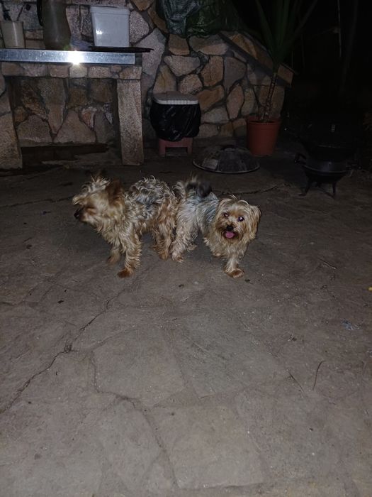 Супер йоркита и игриви красиви