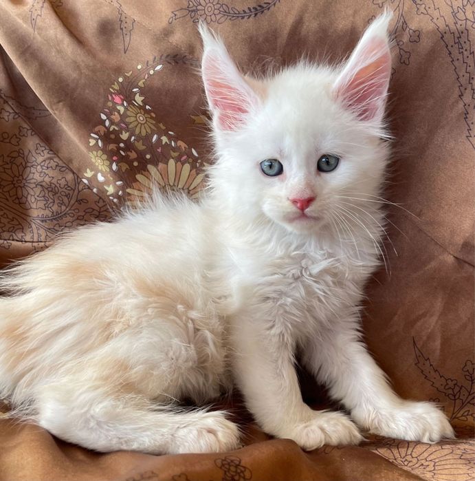 Maine Coon Disponibil