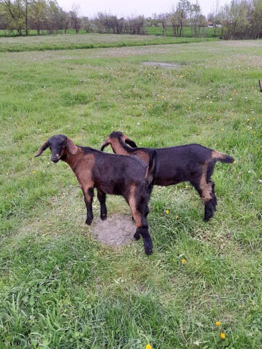 Vând Capre Alpine Franceze ( ieduțe..)