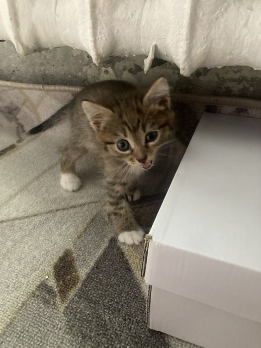 Красивые милые котята