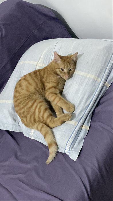 Рыжий котенок.