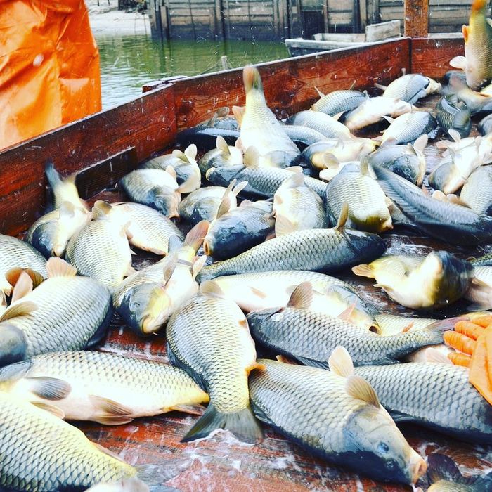 Балик малёк семечка