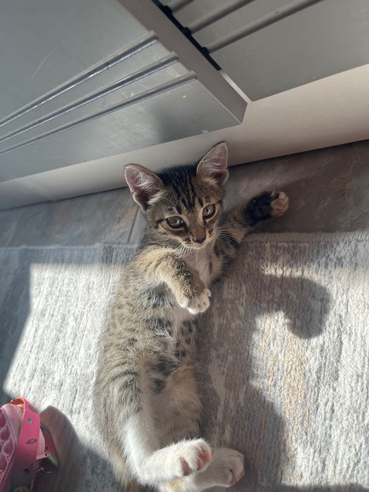 Котёнок ищет любящий дом
