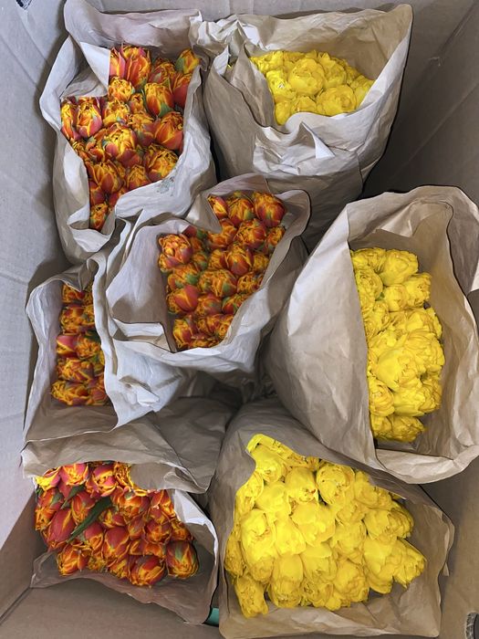 Тюльпаны 1шт 145тг