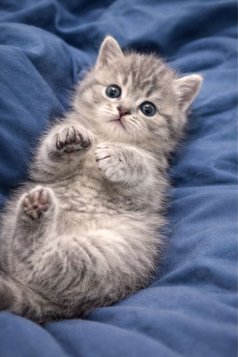 British Shorthair