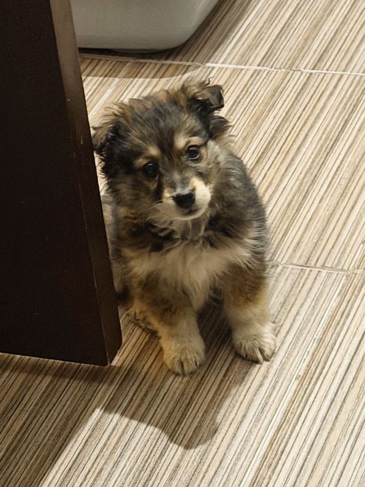 Щенок девочка (метис)