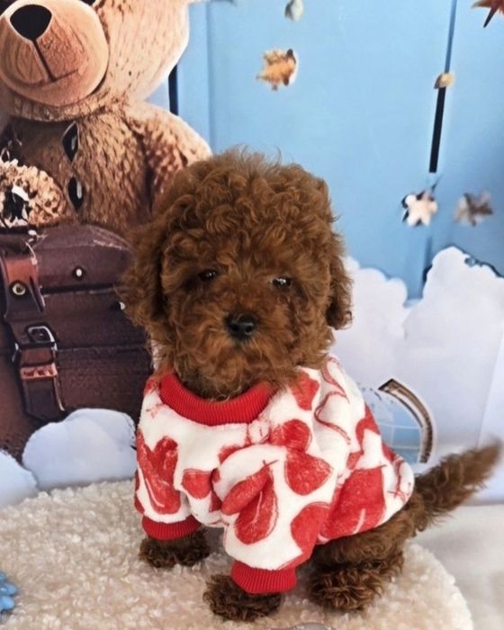 Пудел той с родасловие / Poodle toy