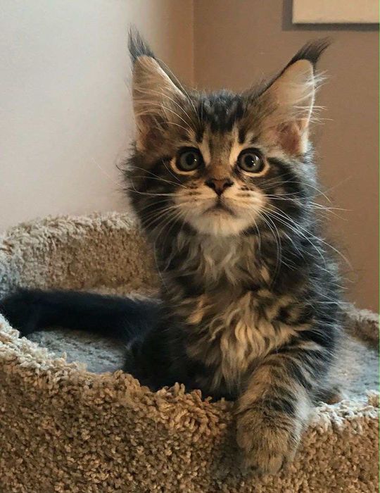 Maine Coon disponibil