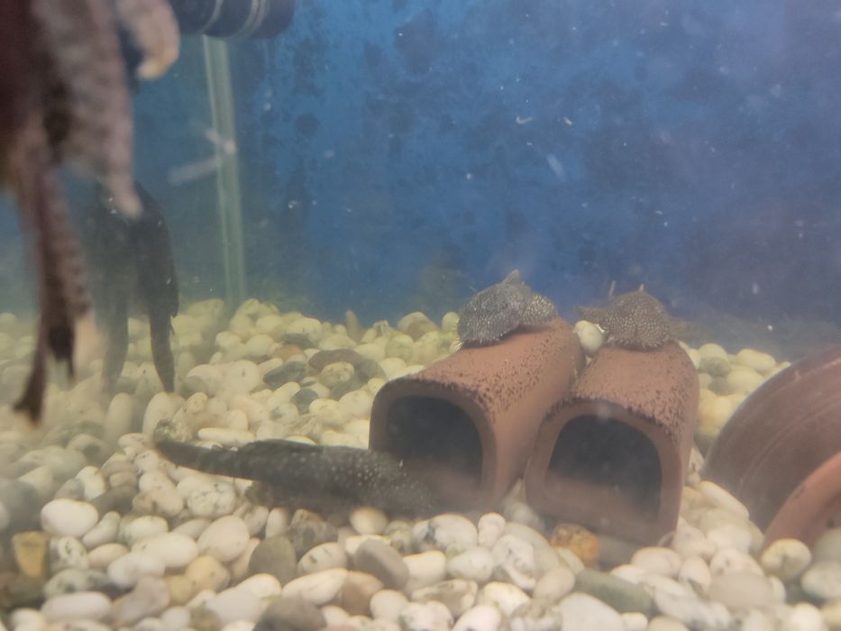 Анциструсы взрослые